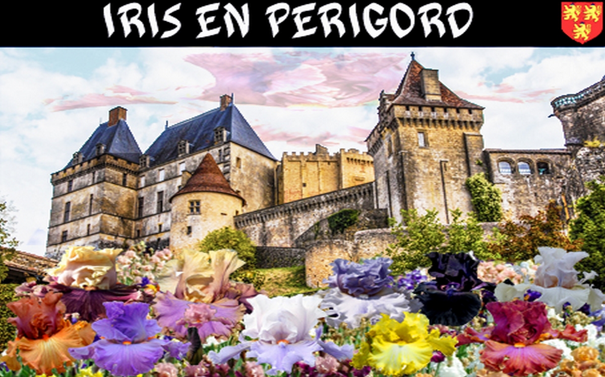 Iris en Périgord