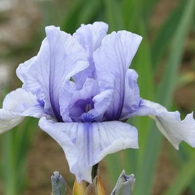 BB (Border Bearded), iris de bordure.