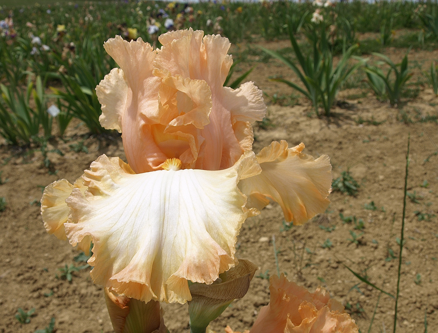 belle de provence