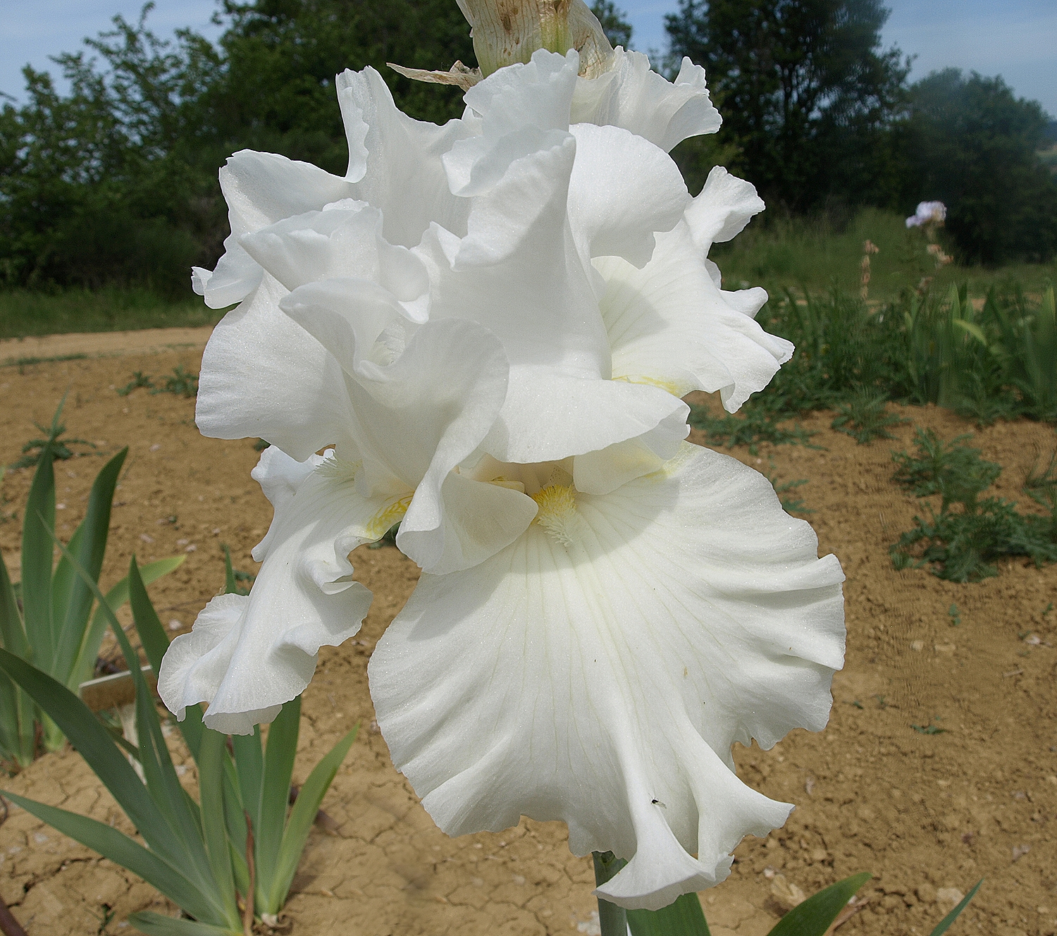 blanc de monneret