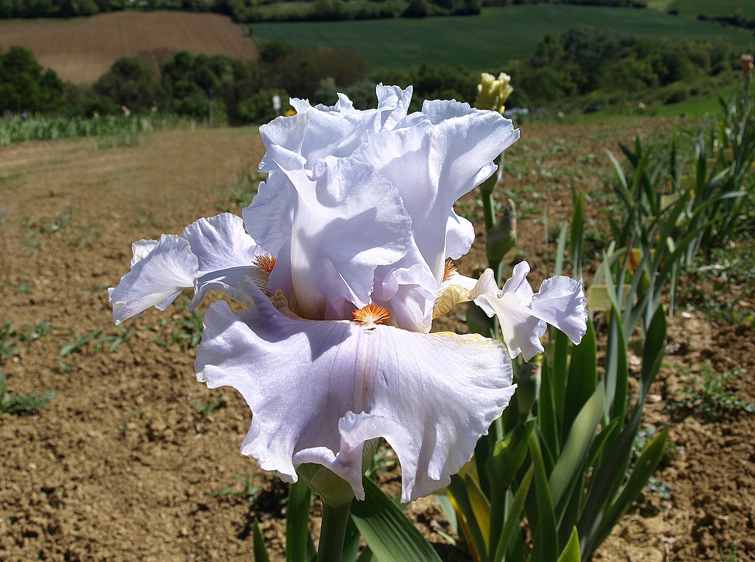 bocca di rosa