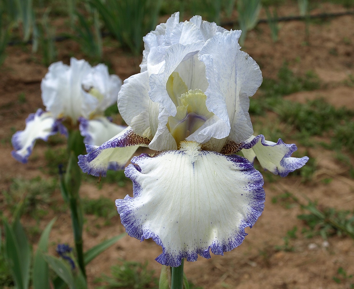 crème fouettée