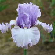 farfalla crepuscolare