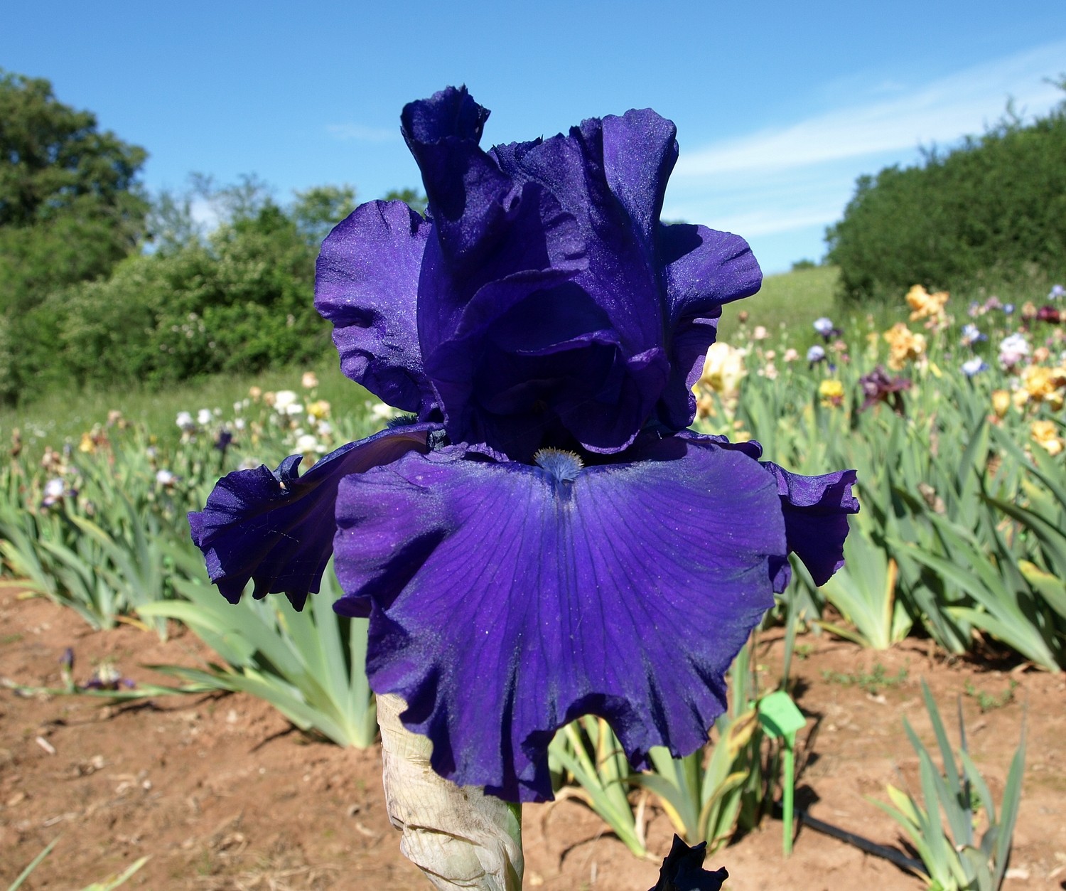 florentine velvet