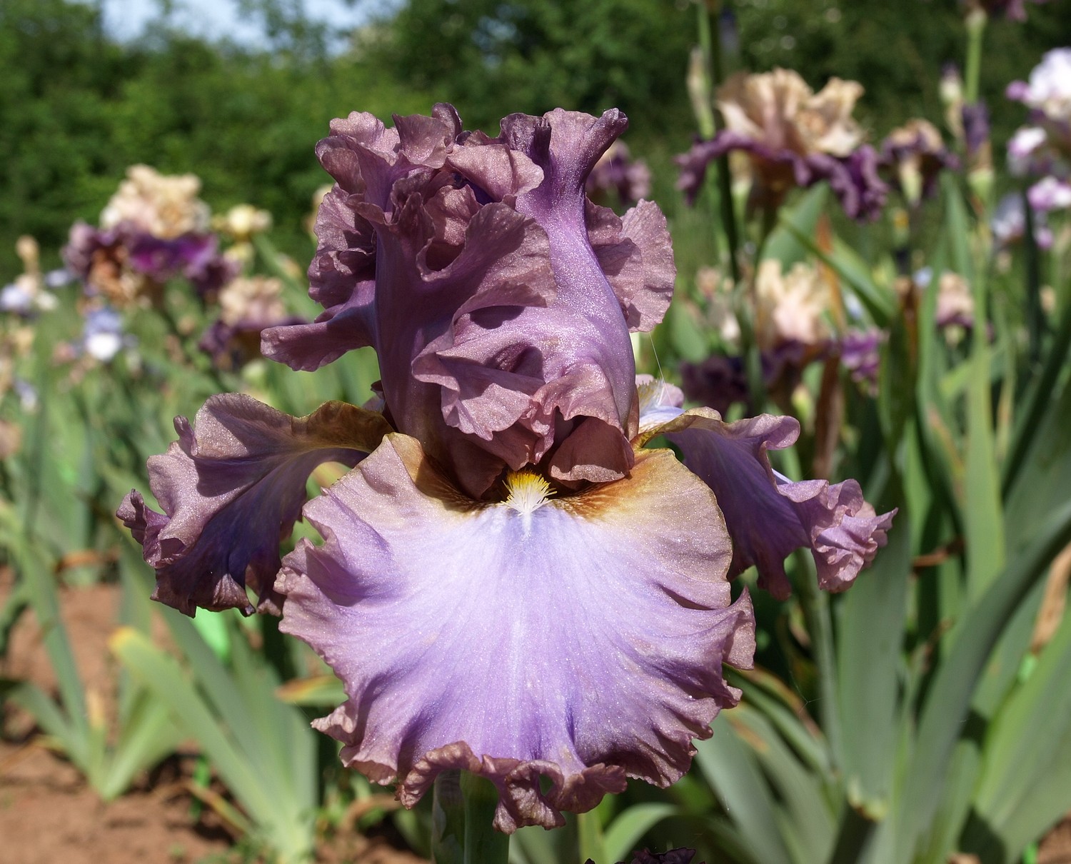 french lavender