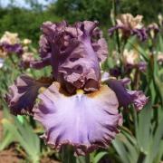 french lavender