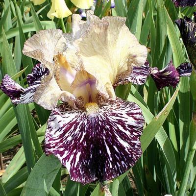 Époques de floraison