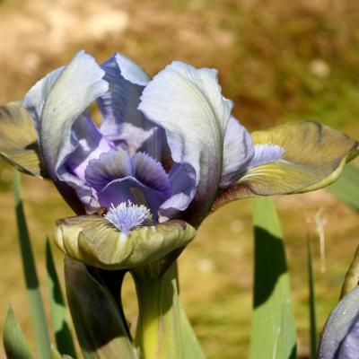 IRIS N'APPARTENANT PAS OU PLUS À MA COLLECTION