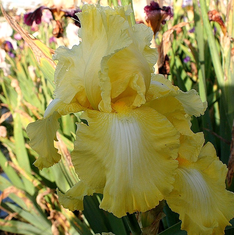 Lemon Brocade