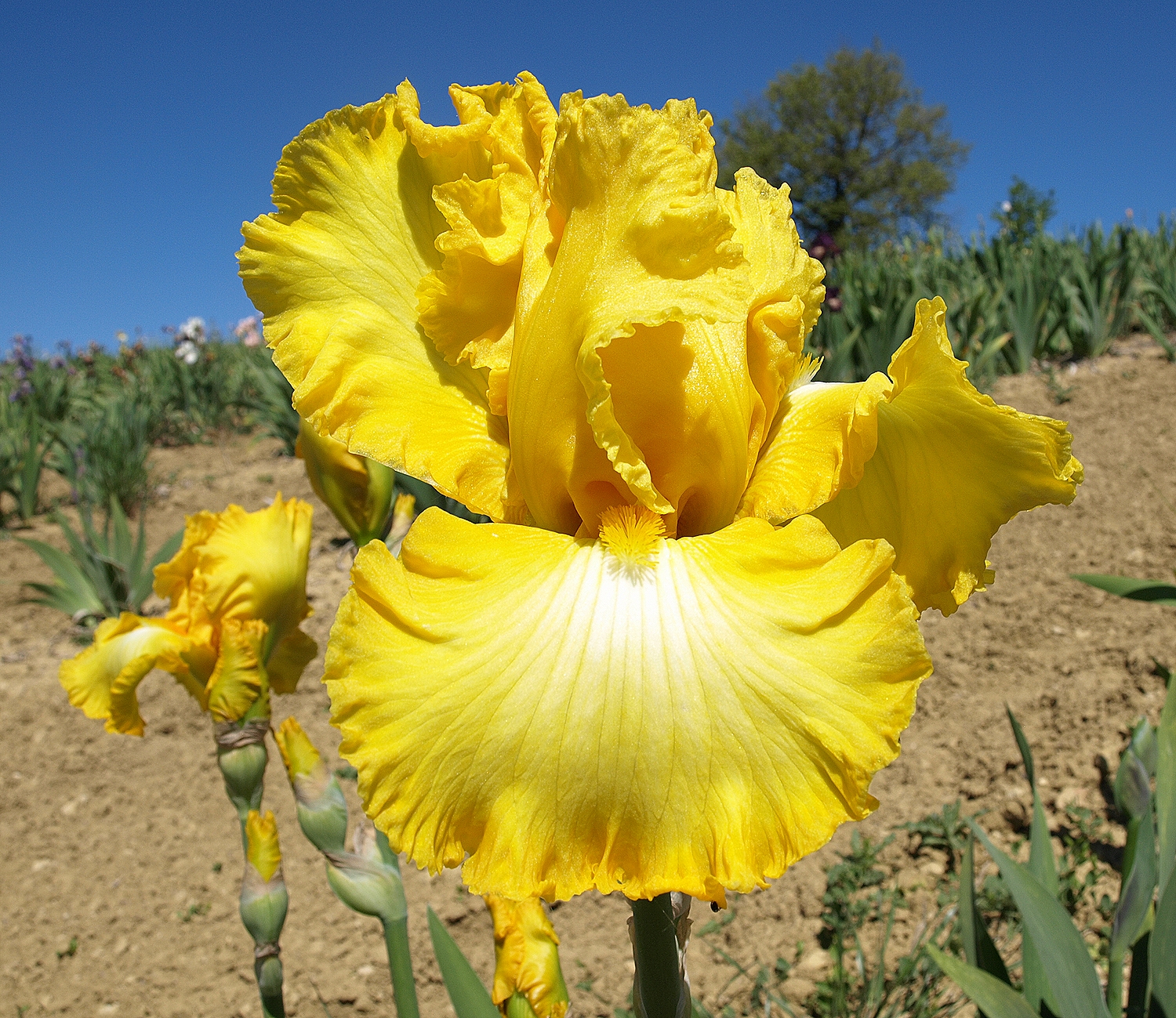 mimosa en mai