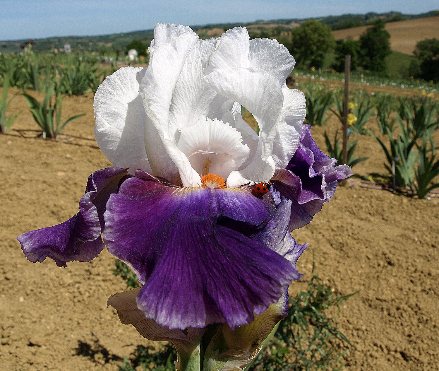 moicano