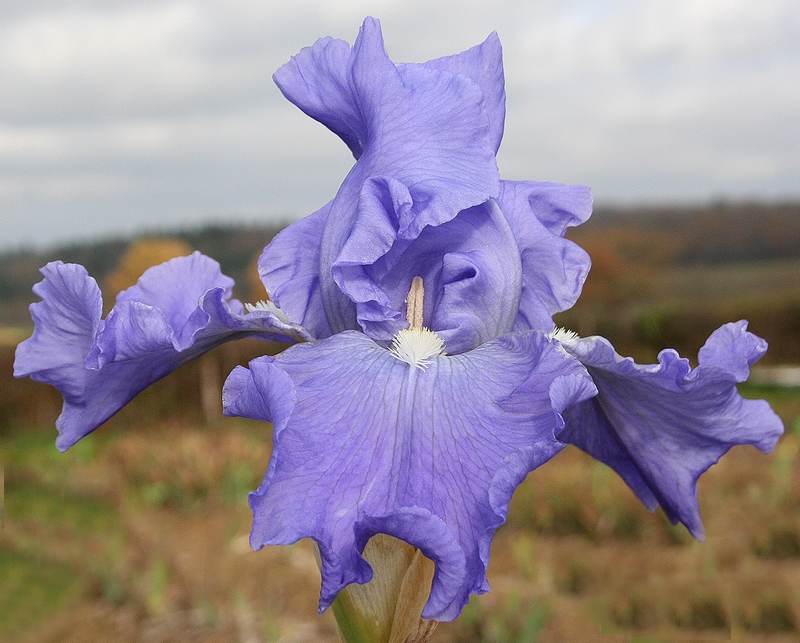 Monet's blue