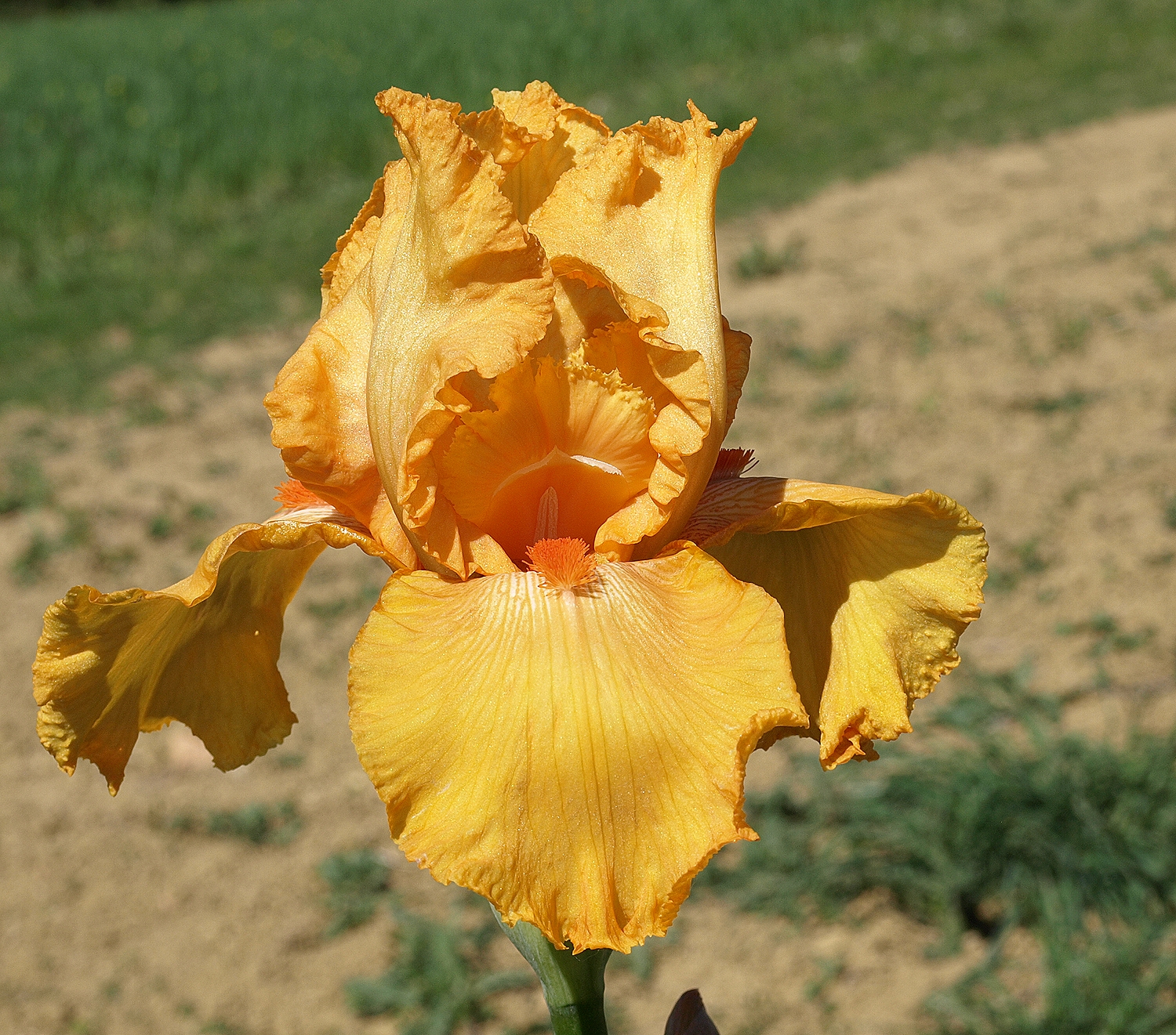 orange chiffon