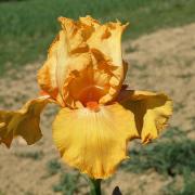 orange chiffon