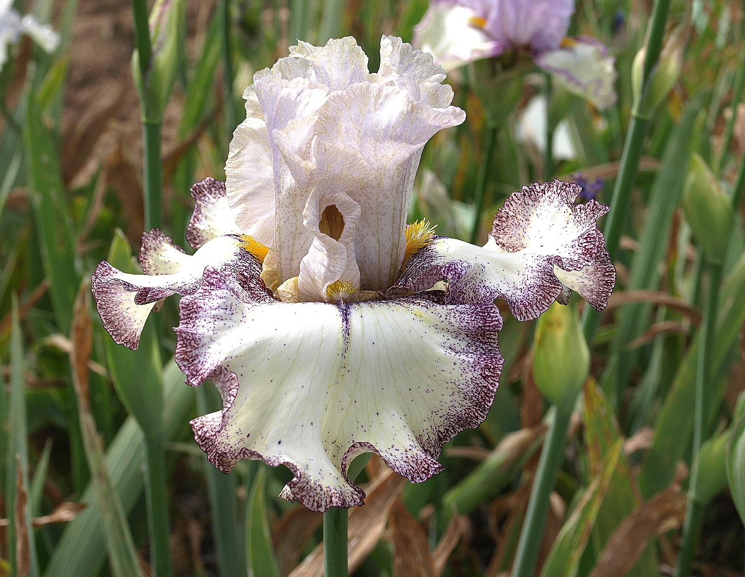 château de Gavaudun