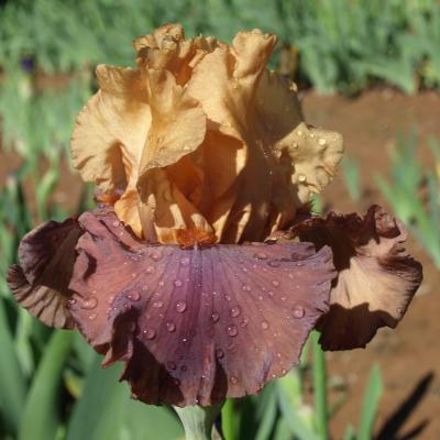 TB (Tall Bearded), grands iris, iris de jardin.