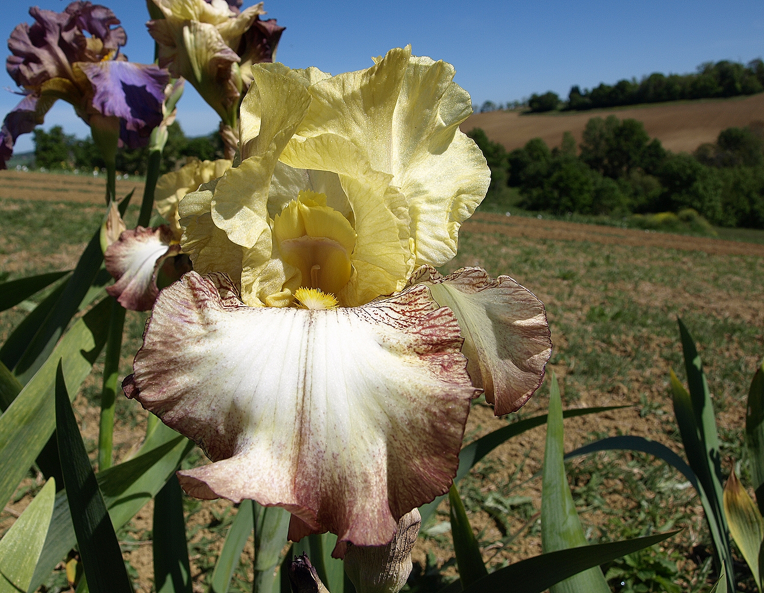 parfum de France