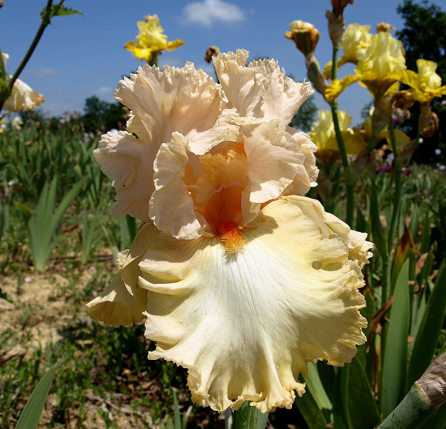 peach of a day