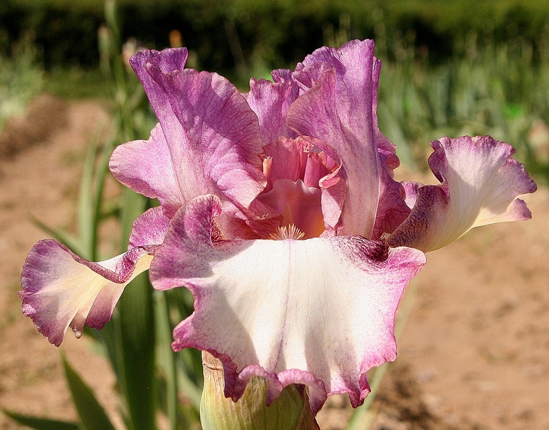 pink froth