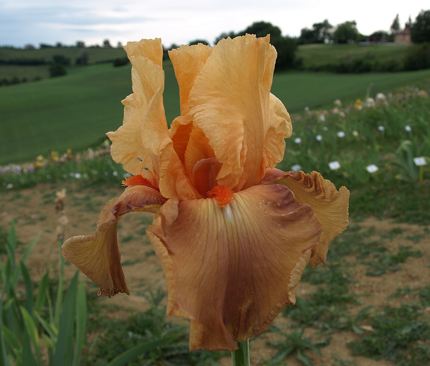 poussière d'ange