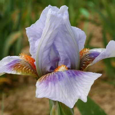 IB (Intermediate Bearded),  iris intermédiaires.