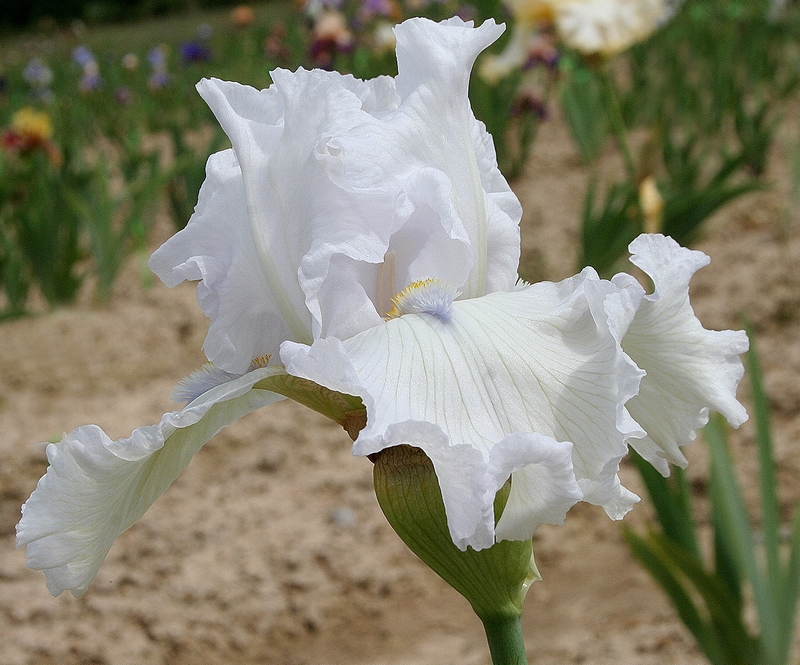 Ré la blanche