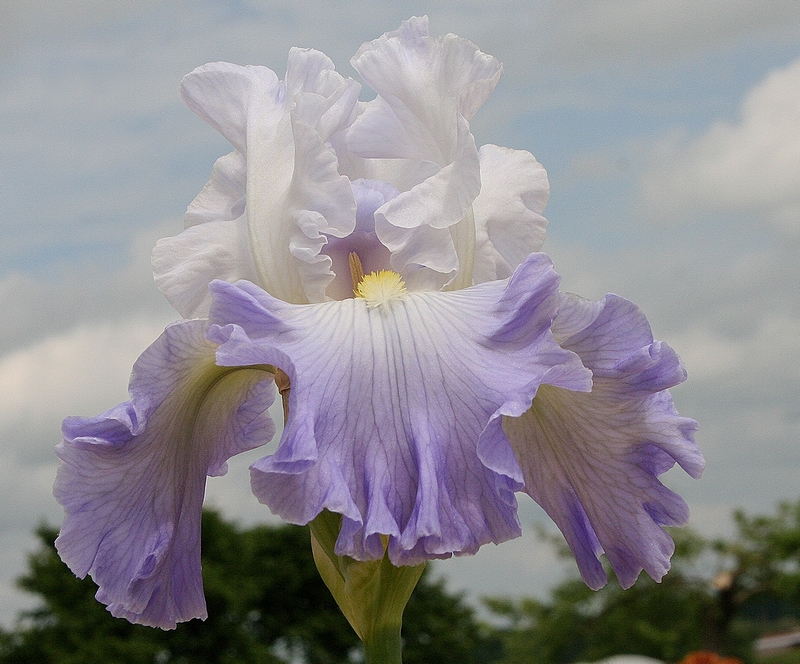 ruffled ballet