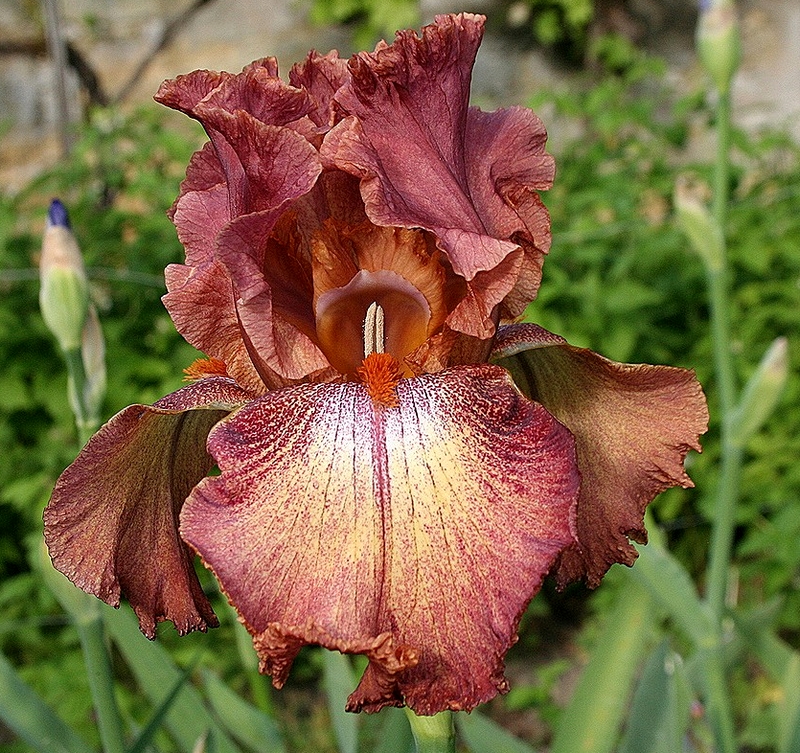 ruffled copper sunset