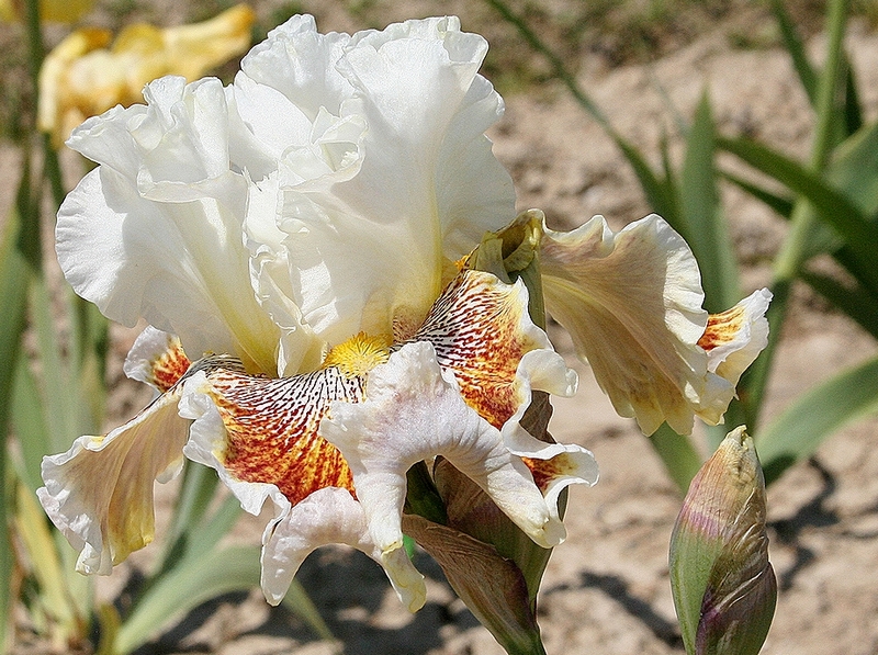 variegated wonder