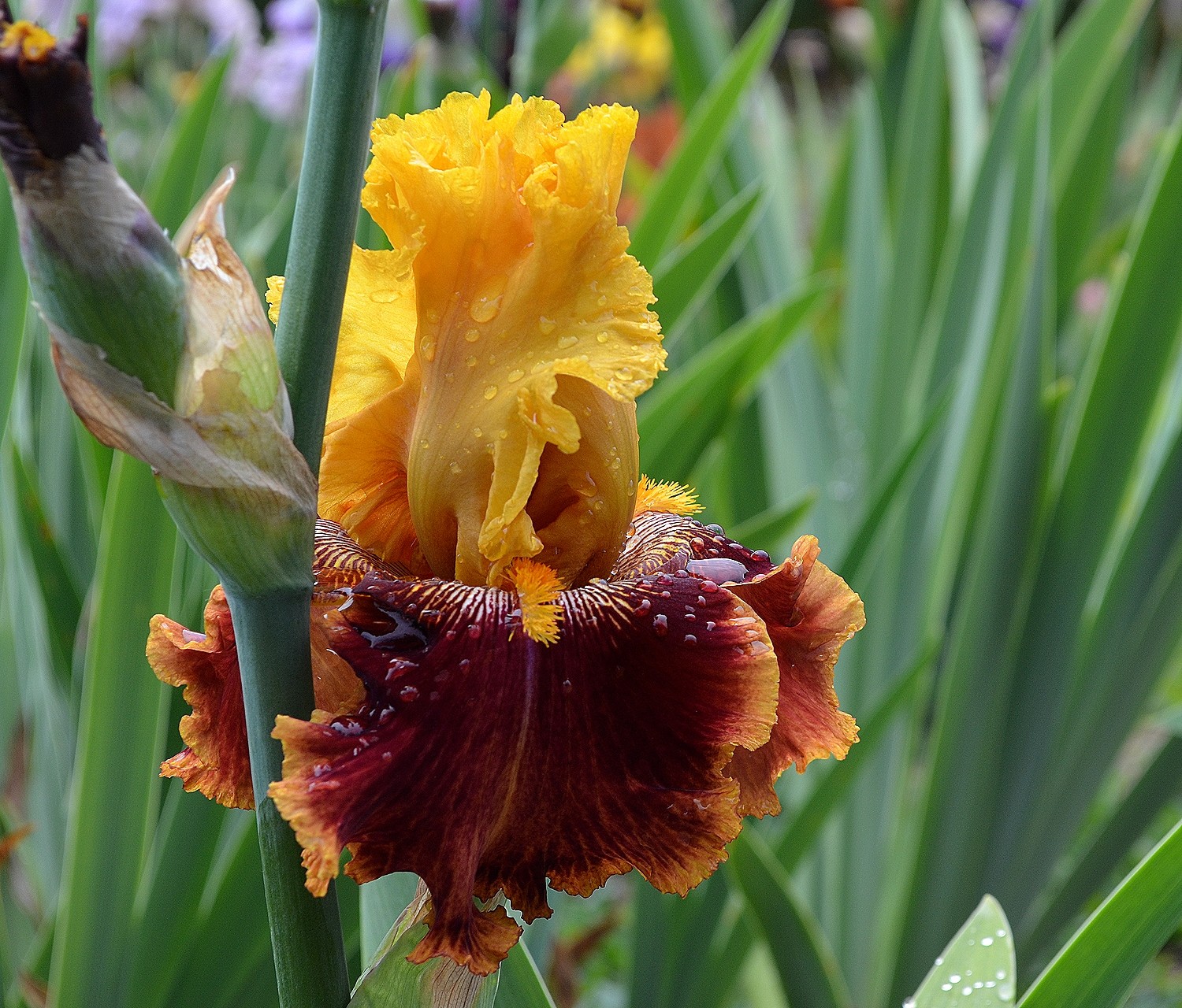 vishnovoye ozhereliye