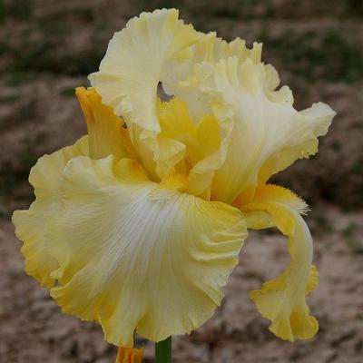 Époques de floraison