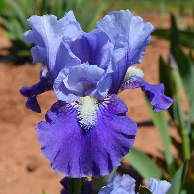 A LA CLAIRE FONTAINE