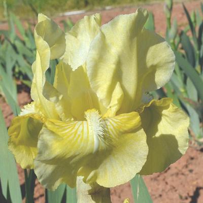 Alienor d aquitaine 1