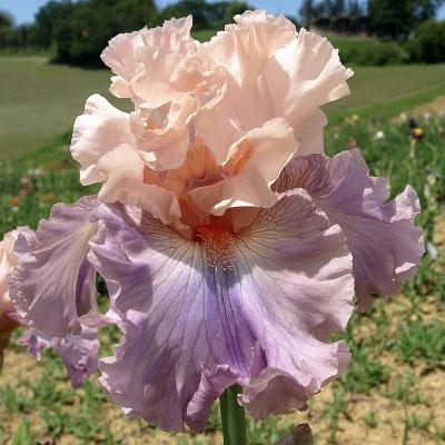 Arrivederci keppel14