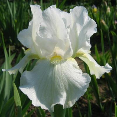 Avanelle 1976 jones ib