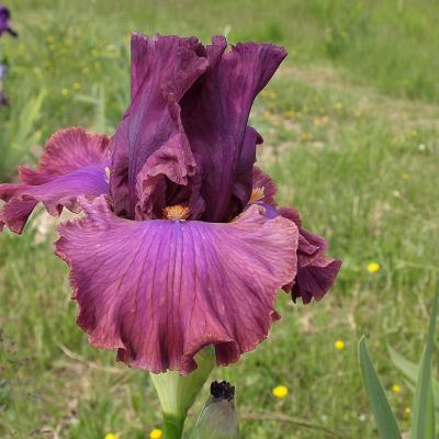 AVEC MES SABOTS, DONDAINE !