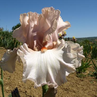 BALLERINA SILHOUETTE