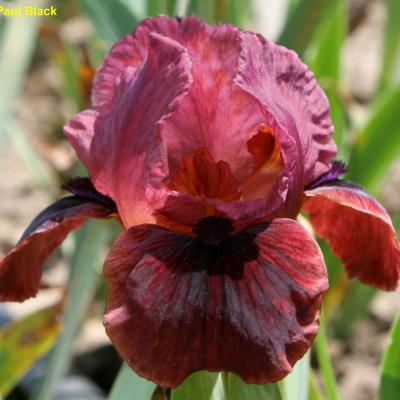 BLACK CHERRY TRUFFLE