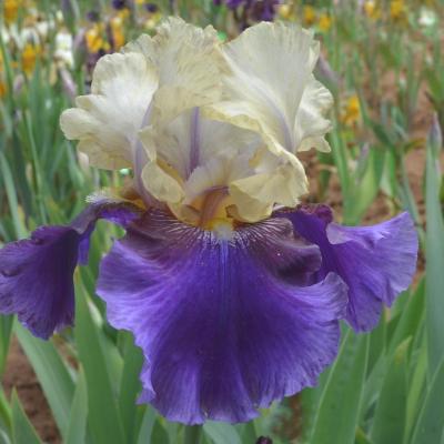 BOYSENBERRY BUTTERCUP