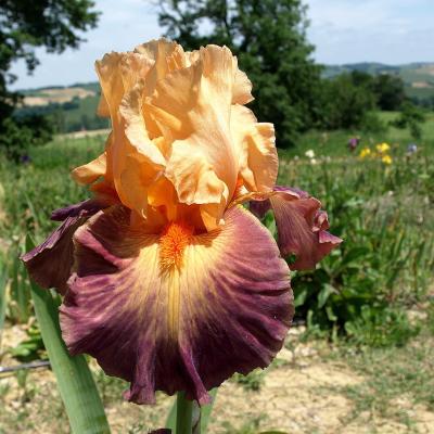 Brazilian art1 keppel09 2 