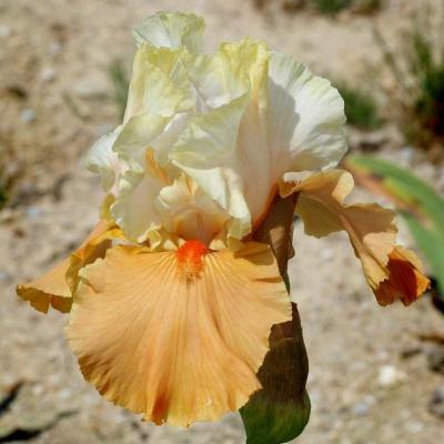 CHÂTEAU D'AUVERS SUR OISE