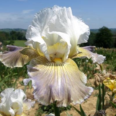 CIEL GRIS SUR POILLY