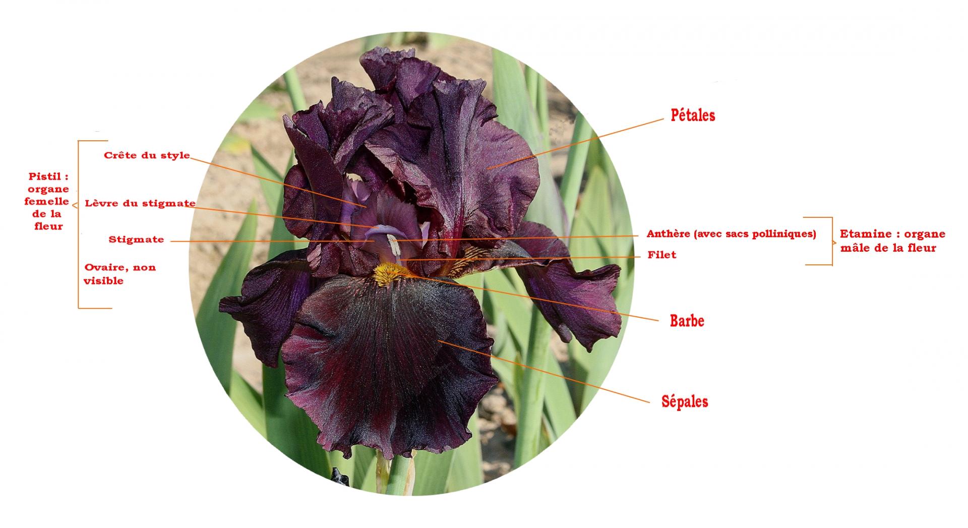 Fleur d iris