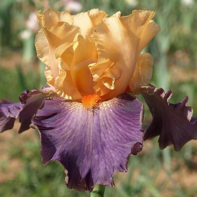 INVITATION TO POLAND