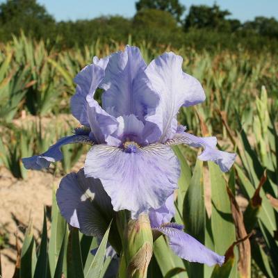 JE M'APPELLE REVIENS