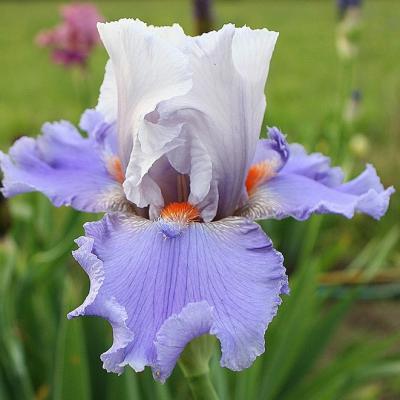 Jolies bacchantes 1 jpg