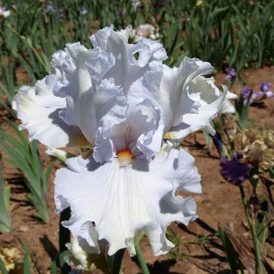 LE JARDIN SECRET D'ALLAIN