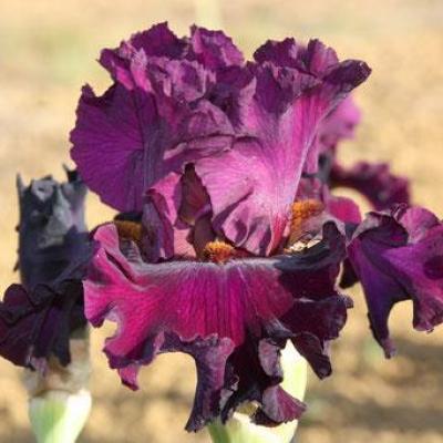 LE MAGICIEN DE PEARCEDALE