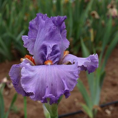 LE ROUGE ET LE PARME