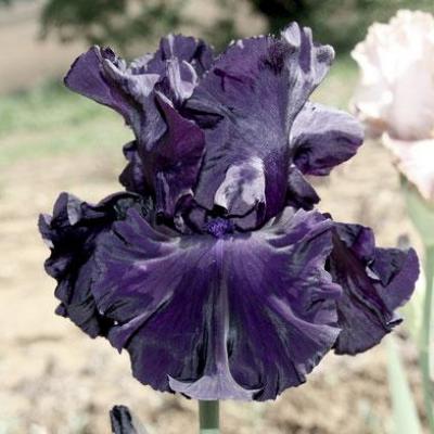 LIBELLULE DE SOIE NOIRE